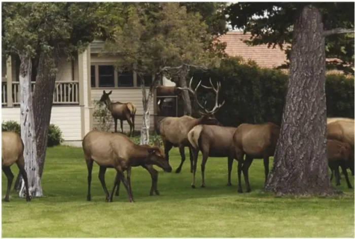 Framed Print : Herd of elk standing in a field Framed Print : Herd of elk standing in a field