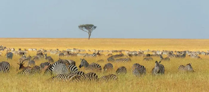 Framed Print : Herd of Plains zebras, Equus quagga Framed Print : Herd of Plains zebras, Equus quagga