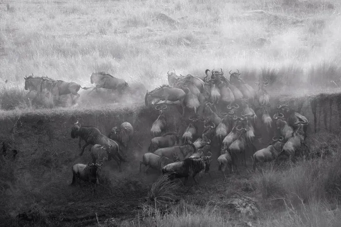 Framed Print : Herd of wildebeests in Kenya Framed Print : Herd of wildebeests in Kenya
