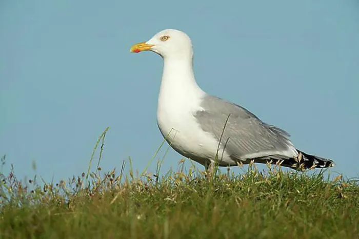 Framed Print : Herring Gull (Larus argentatus) Framed Print : Herring Gull (Larus argentatus)