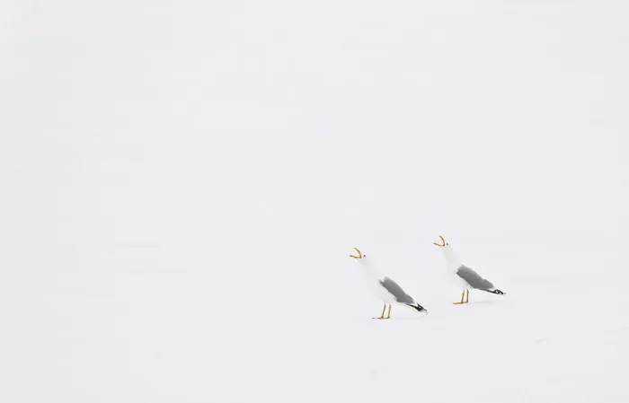 Framed Print : Herring gulls crying in the snow Scandinavia Framed Print : Herring gulls crying in the snow Scandinavia