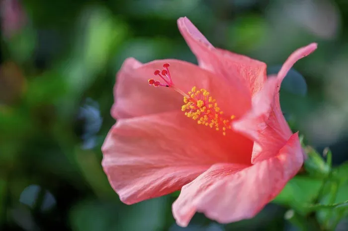 Framed Print : Hibiscus flower, close up Framed Print : Hibiscus flower, close up