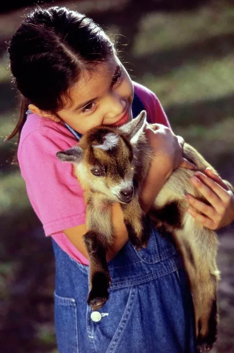 Framed Print : High angle view of a girl holding a kid goat in her arms Framed Print : High angle view of a girl holding a kid goat in her arms