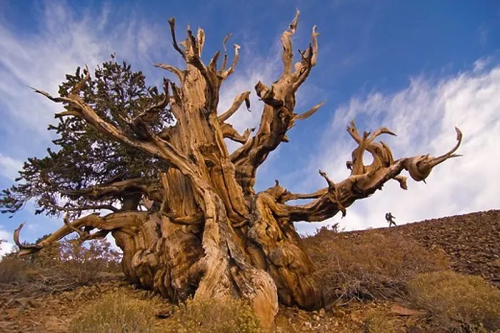 Framed Print : A hiker by a Bristlecone Pine tree at sunset near Bishop in California Framed Print : A hiker by a Bristlecone Pine tree at sunset near Bishop in California