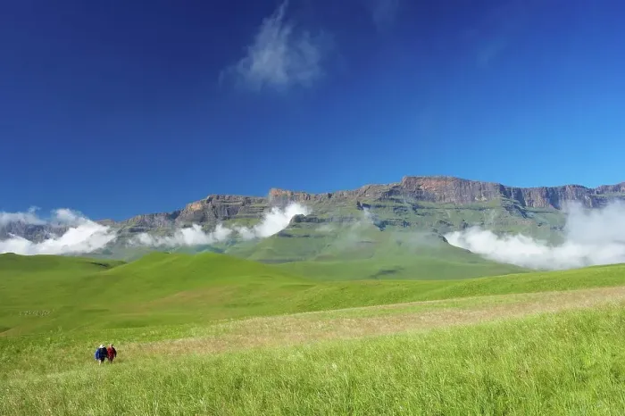 Framed Print : Hikers with Eland (Taurotragus oryx) herd with Drakensberg in background Framed Print : Hikers with Eland (Taurotragus oryx) herd with Drakensberg in background