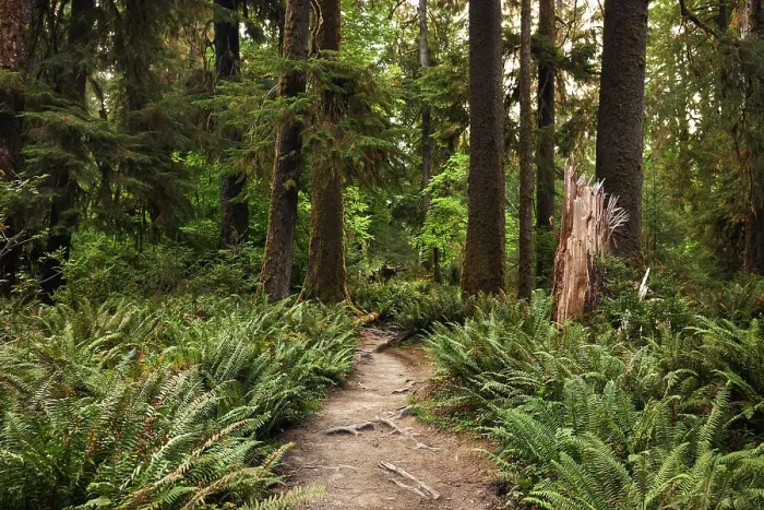 Framed Print : N. Hikers POV with lush green ferns on either side of trail in the Hoh Framed Print : N. Hikers POV with lush green ferns on either side of trail in the Hoh