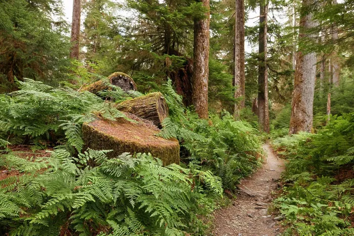 Framed Print : N. Hikers POV on a trail in the Hoh Rain Forest National Park on the Olympic Framed Print : N. Hikers POV on a trail in the Hoh Rain Forest National Park on the Olympic