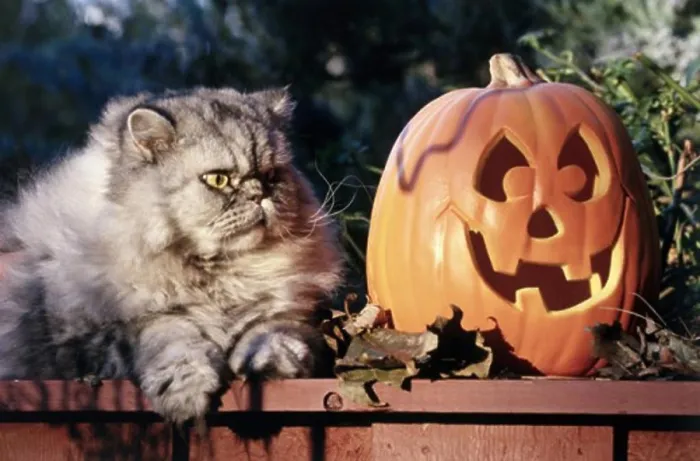 Framed Print : Himalayan Persian cat sitting near a jack o lantern on a table