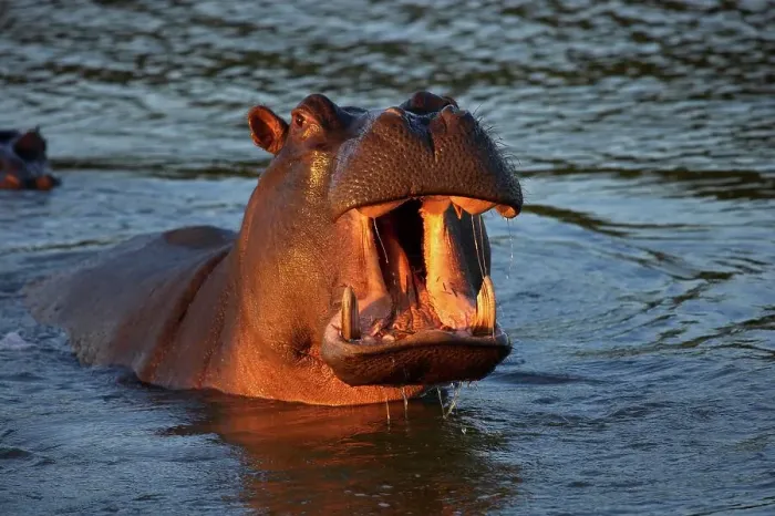 Framed Print : Hippo or Hippopotamus (Hippopotamus amphibious) showing aggression Framed Print : Hippo or Hippopotamus (Hippopotamus amphibious) showing aggression