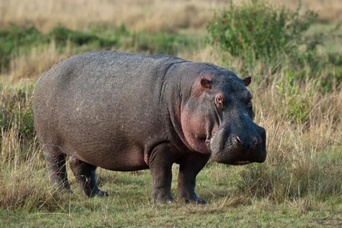 Framed Print : hippopotamus, early morning, hippopotamus amphibius; masai mara, kenya Framed Print : hippopotamus, early morning, hippopotamus amphibius; masai mara, kenya