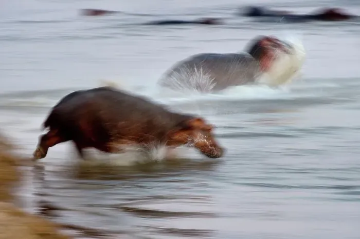 Framed Print : Hippopotamus (Hippopotamus amphibius) returning to river at dawn Framed Print : Hippopotamus (Hippopotamus amphibius) returning to river at dawn