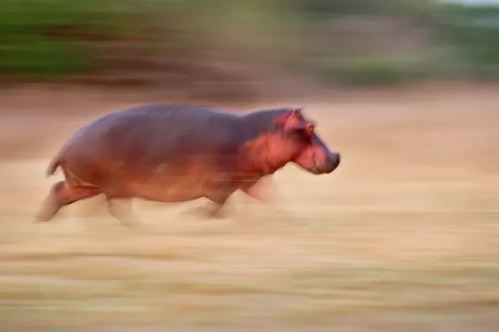 Framed Print : Hippopotamus (Hippopotamus amphibius) running back to Luangwa River at dawn Framed Print : Hippopotamus (Hippopotamus amphibius) running back to Luangwa River at dawn