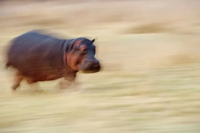 Framed Print : Hippopotamus (Hippopotamus amphibius) running back to Luangwa River at dawn Framed Print : Hippopotamus (Hippopotamus amphibius) running back to Luangwa River at dawn