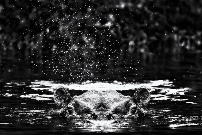 Framed Print : A hippopotamus swimming with just head and ears above water in he Kazinga Channel in Uganda Framed Print : A hippopotamus swimming with just head and ears above water in he Kazinga Channel in Uganda
