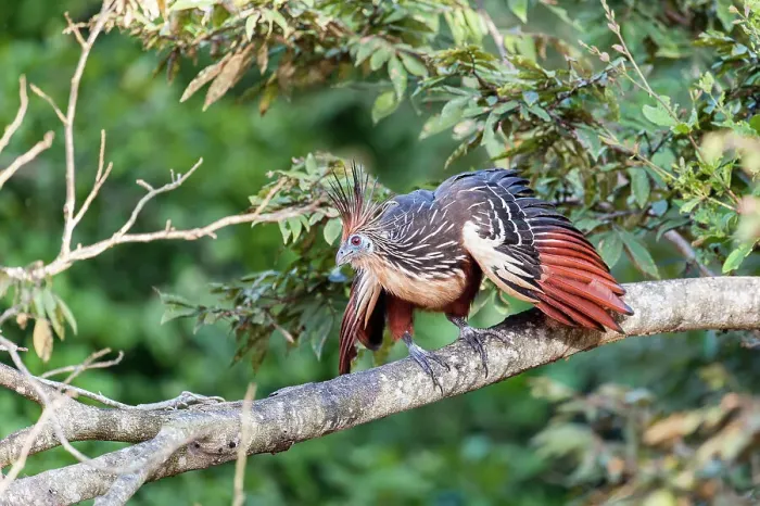 Framed Print : Hoatzin (Opisthocomus hoazin) (also called Stinkbird or Canje pheasant) in river-side vegetation Framed Print : Hoatzin (Opisthocomus hoazin) (also called Stinkbird or Canje pheasant) in river-side vegetation