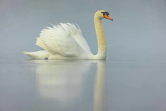 Framed Print : Höckerschwan, Cygnus olor, romatische Morgenstimmung McPKST McP_MAS_2024_02414 *** Mute swan Framed Print : Höckerschwan, Cygnus olor, romatische Morgenstimmung McPKST McP_MAS_2024_02414 *** Mute swan