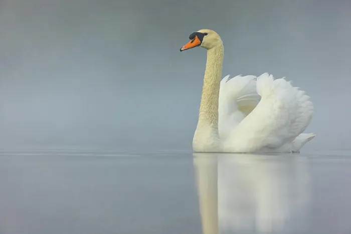 Framed Print : Höckerschwan, Cygnus olor, romatische Morgenstimmung McPKST McP_MAS_2024_02415 *** Mute swan Framed Print : Höckerschwan, Cygnus olor, romatische Morgenstimmung McPKST McP_MAS_2024_02415 *** Mute swan