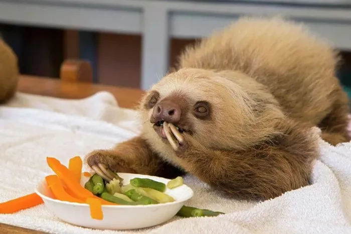 Framed Print : Hoffmann's Two-toed Sloth (Choloepus hoffmanni) orphaned baby eating vegetables, Aviarios Sloth Sanctuary, Costa Rica Framed Print : Hoffmann's Two-toed Sloth (Choloepus hoffmanni) orphaned baby eating vegetables, Aviarios Sloth Sanctuary, Costa Rica