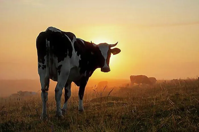 Framed Print : Holstein Friesian cow in a field at sunrise Framed Print : Holstein Friesian cow in a field at sunrise