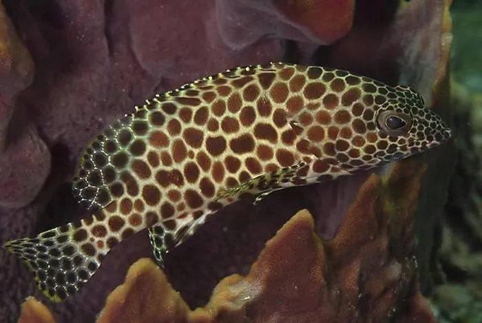 Framed Print : Honeycomb grouper (Epinephelus merra) Framed Print : Honeycomb grouper (Epinephelus merra)