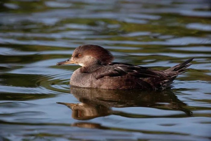 Framed Print : Hooded Merganser female on water Framed Print : Hooded Merganser female on water