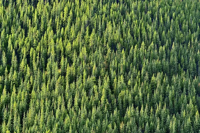 Framed Print : A horizontal view of a hillside covered with green spruce trees in rural Alberta Canada