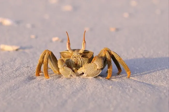 Framed Print : Horned Ghost Crab (Ocypode ceratophthalmus) adult, standing on sandy beach, Maldives, march
