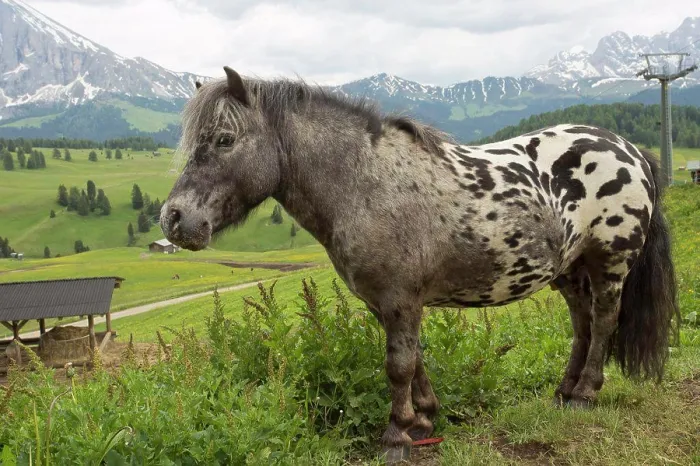 Framed Print : Horse, miniature spotted pony, adult, standing in alpine meadow, Seiser Alm, Dolomites, Italian Alps, Italy, June Framed Print : Horse, miniature spotted pony, adult, standing in alpine meadow, Seiser Alm, Dolomites, Italian Alps, Italy, June
