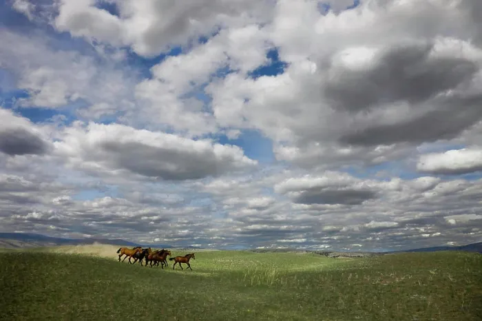 Framed Print : Horses running wild on the historic Gang Ranch in British Columbia, Canada Framed Print : Horses running wild on the historic Gang Ranch in British Columbia, Canada