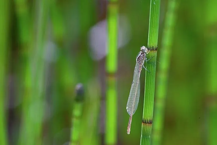 Framed Print : Horseshoe damselfly, freshly hatched male, Westerwald, Germany, Europe Framed Print : Horseshoe damselfly, freshly hatched male, Westerwald, Germany, Europe