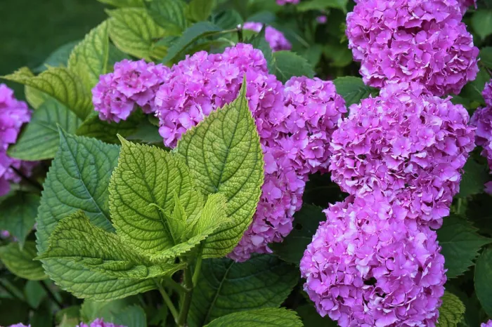 Framed Print : Hortensien im Garten *** Hydrangeas in the garden Framed Print : Hortensien im Garten *** Hydrangeas in the garden