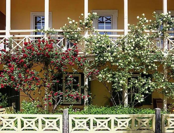 Framed Print : House facade with white and red roses, Bad Ischl, Salzkammergut, Upper Austria, Austria, Europe Framed Print : House facade with white and red roses, Bad Ischl, Salzkammergut, Upper Austria, Austria, Europe