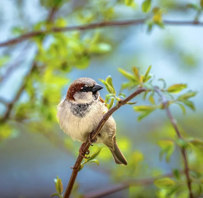 Framed Print : House sparrow bird sitting on a tree Closeup of a male house sparrow bird sitting on a tree Copyright: xZoonar Framed Print : House sparrow bird sitting on a tree Closeup of a male house sparrow bird sitting on a tree Copyright: xZoonar