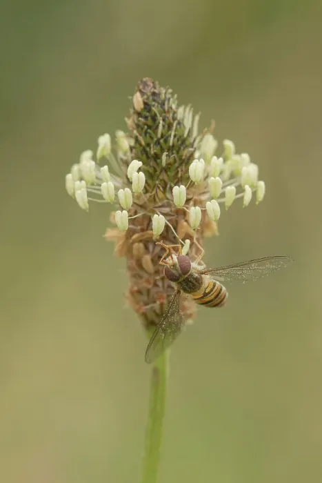 Framed Print : Hover Fly (Syrphus ribesil) on Ribwart Plantain (Plantago lanceolata) feeding Framed Print : Hover Fly (Syrphus ribesil) on Ribwart Plantain (Plantago lanceolata) feeding