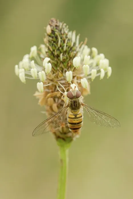 Framed Print : Hover Fly (Syrphus ribesil) on Ribwart Plantain (Plantago lanceolata) feeding