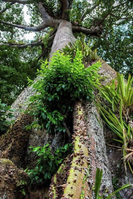 Framed Print : Huge banyan tree, Tobago, Trinidad and Tobago, Caribbean