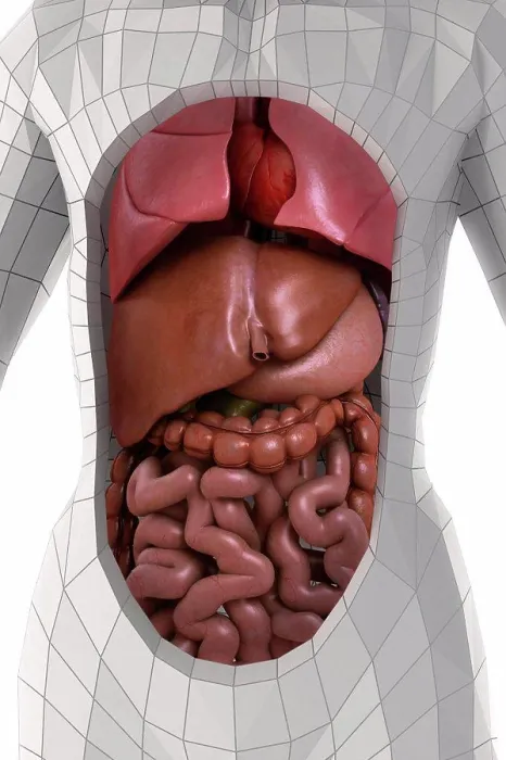 Framed Print : Human Anatomy Framed Print : Human Anatomy