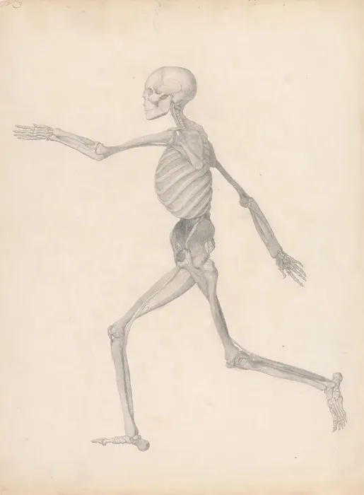 Framed Print : Human Figure Lateral View Finished Study Unpublished Table Framed Print : Human Figure Lateral View Finished Study Unpublished Table