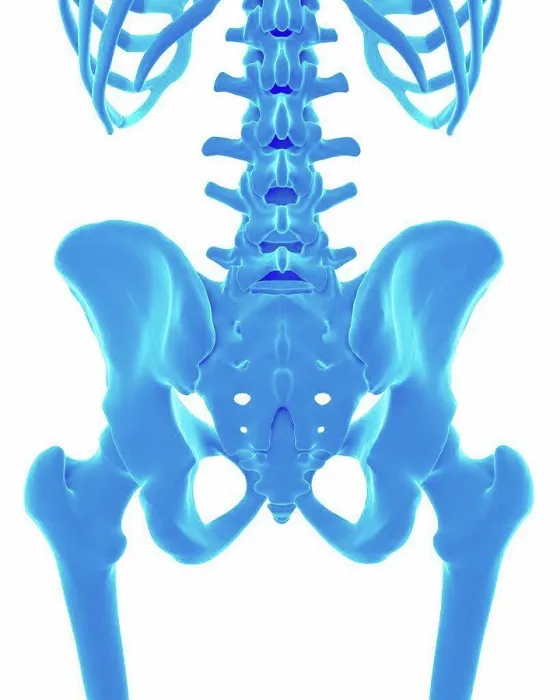 Framed Print : Human pelvis, illustration