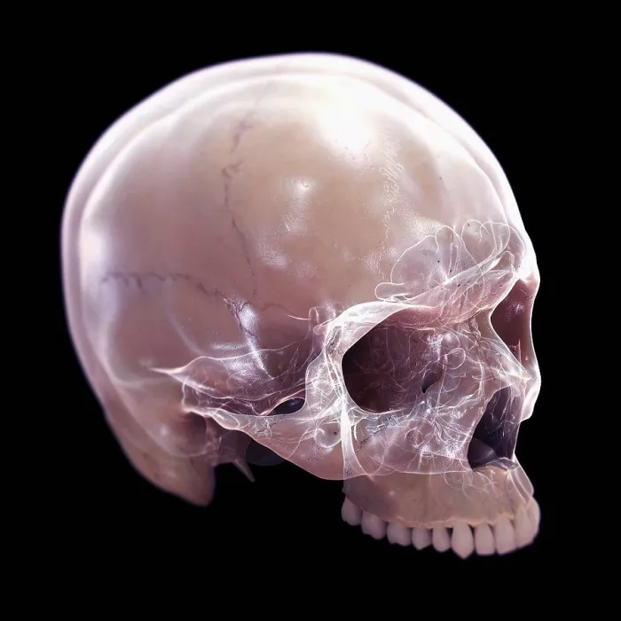 Framed Print : A human skull without the lower jaw. The inner structures of the skull are visible with an X-ray appearance Framed Print : A human skull without the lower jaw. The inner structures of the skull are visible with an X-ray appearance