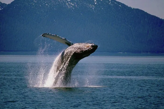 Framed Print : Humpback Whale breaching off of Pt. Adolphus, near the entrance to Glacier Bay National Park in Southeast Alaska Framed Print : Humpback Whale breaching off of Pt. Adolphus, near the entrance to Glacier Bay National Park in Southeast Alaska