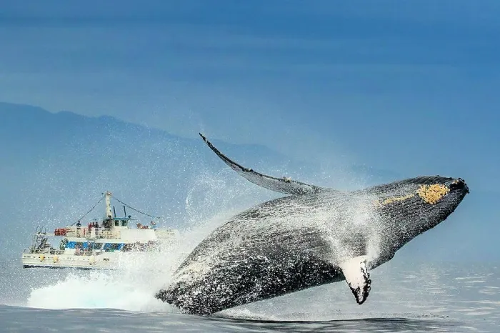 Framed Print : Humpback Whale (Megaptera novaeangliae) breaches in from of whale watching boat, Maui, Hawaii Framed Print : Humpback Whale (Megaptera novaeangliae) breaches in from of whale watching boat, Maui, Hawaii