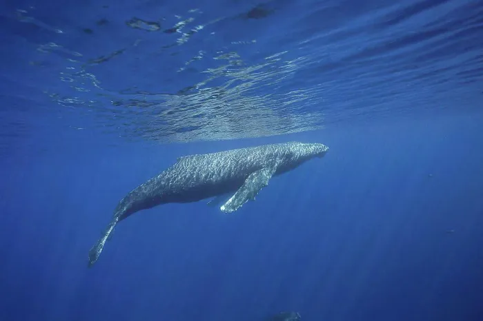 Framed Print : A humpback whale (Megaptera novaeangliae) surfaces off the island of Maui; Maui, Hawaii, United States of America