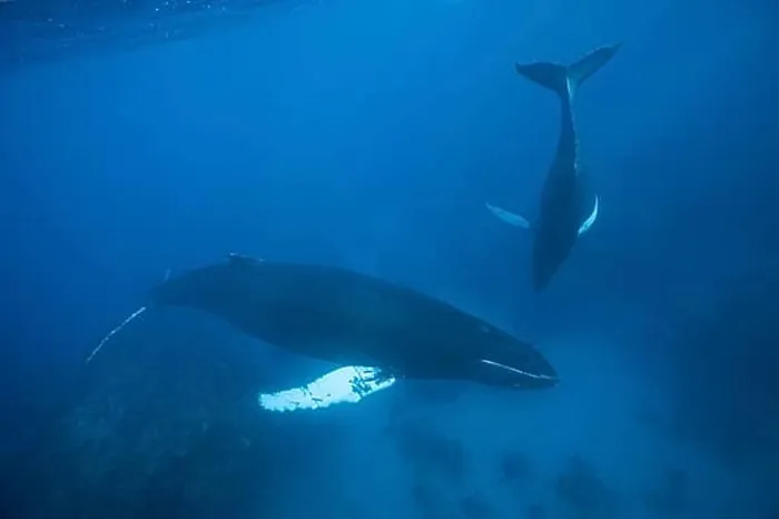 Framed Print : Humpback whale, mother and calf Framed Print : Humpback whale, mother and calf