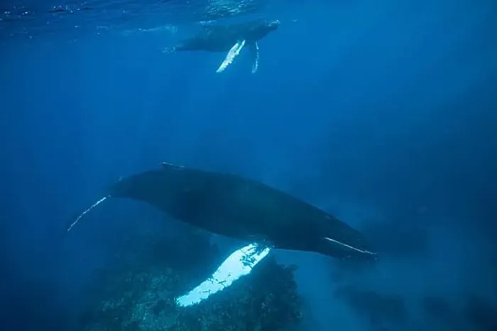 Framed Print : Humpback whale, mother and calf, Megaptera novaeangliae, Samana Peninsula, Dominican Republic, Central America Framed Print : Humpback whale, mother and calf, Megaptera novaeangliae, Samana Peninsula, Dominican Republic, Central America