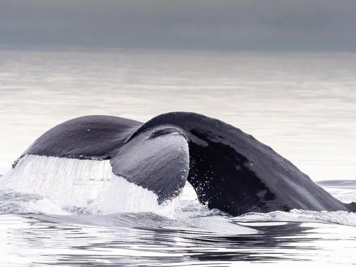 Framed Print : Humpback whale tail, in Warm Springs, Alaska, (Megaptera novaeangliae) Image made under NMFS permit 19703