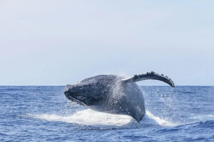 Framed Print : Humpback Whales (Megaptera novaeangliae), near Kona, Big Island, Hawaii Framed Print : Humpback Whales (Megaptera novaeangliae), near Kona, Big Island, Hawaii
