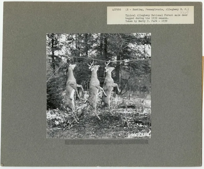 Framed Print : Hunting - Pennsylvania. Photographs Relating to National Forests Framed Print : Hunting - Pennsylvania. Photographs Relating to National Forests