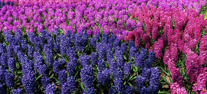 Framed Print : hyacinth flowers close-up in the garden hyacinth flowers close-up in the garden Copyright: xZoonar