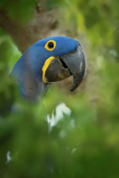 Framed Print : Hyacinth macaw (Anodorhynchus hyacinthinus) outside nest hole in forest bordering of the Cuiaba River Framed Print : Hyacinth macaw (Anodorhynchus hyacinthinus) outside nest hole in forest bordering of the Cuiaba River